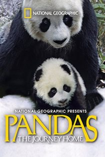 دانلود فیلم Pandas: The Journey Home 2014